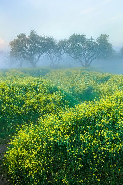 Ein Meer von Blumen im Frühling von Paul Begijn