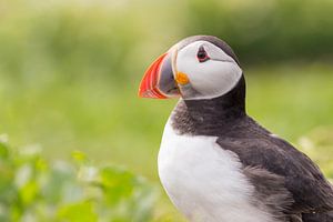 Vogels | Papegaaiduiker ontmoeting in het groen - Farne eilanden van Servan Ott