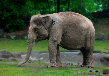 Asian Elephant in Forest | Wildlife Wall Art