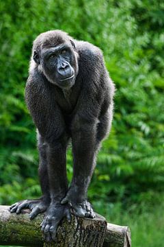 Portret  van een gorilla  op een boomstam van Chihong