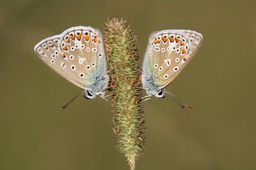 Vlinders van Vera van der Lely