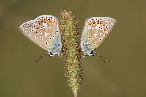 Vlinders