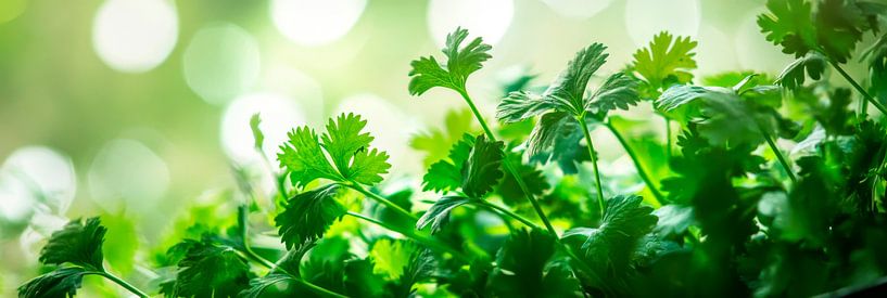 Koriander Pflanze von Poster Art Shop