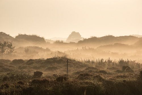 Witte wieven in de duinen