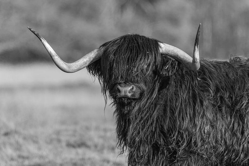 Highlander écossais par Marieke Deinum