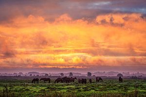 Chevaux dans la prairie au lever du soleil