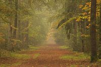 Morgenstille im Nordbarger Wald