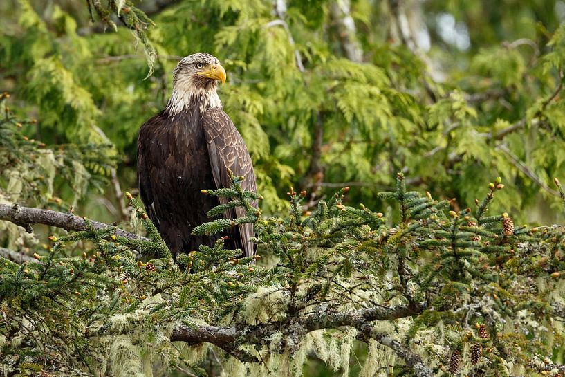 Bald eagle in nature sur Menno Schaefer