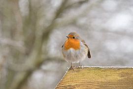 Roodborstje in de winter van Barbara Brolsma