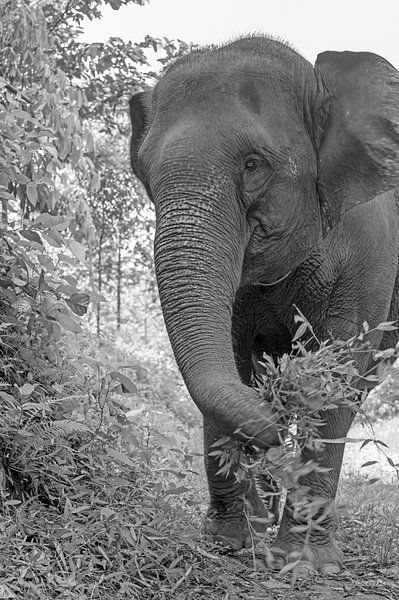 Elephant Dream by Ellinor Creation
