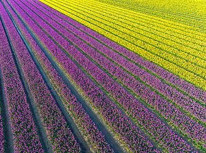 Tulpen auf Feldern im Frühling von oben gesehen