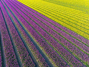 Tulpen in velden in de lente van bovenaf gezien van Sjoerd van der Wal Fotografie