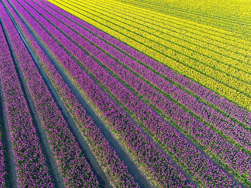 Tulpen in velden in de lente van bovenaf gezien van Sjoerd van der Wal Fotografie