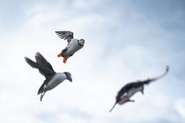 Puffins at sunset by Between Light and Life