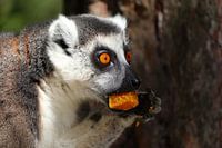 Ringelschwanzlemur