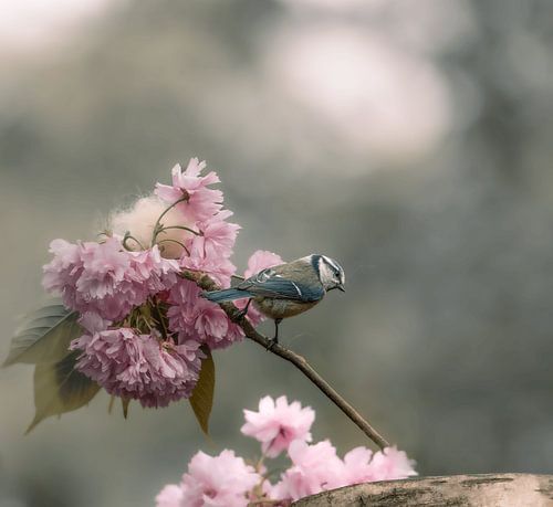 Superbe mésange dans la fleur