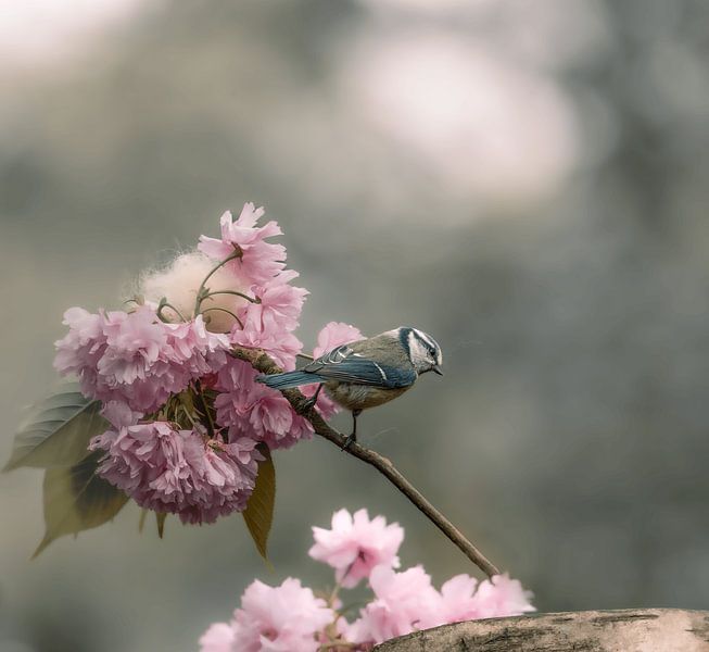 Kohlmeise in der Blüte von Angela Dijkman