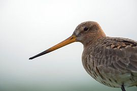 Uferschnepfe ( Limosa limosa), Nahaufnahme, Portrait