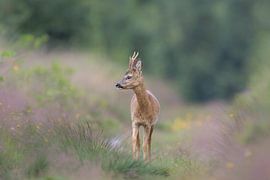 Reebok in dream mood by Ben Bokeh