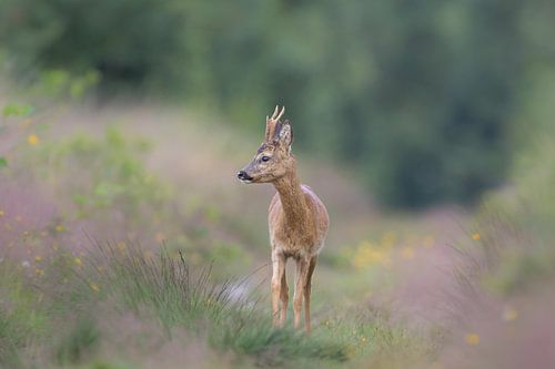 Reebok in droomsfeer