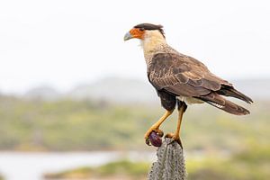 Caracara kijkt uit over Saliña Slagbaai van Bas Ronteltap