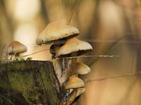Mushrooms