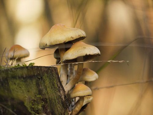 Pilze von Laura Pickert