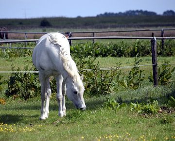 White in Waterland by Ton Brosse