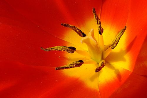 rood tulp