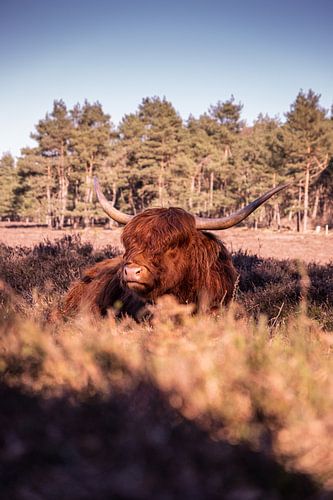 Scottish Highlander Wezepsche Heide