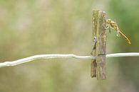 Steinroter Heidelibel auf Wäscheklammer von Jeroen Stel Miniaturansicht