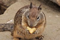 squirrel