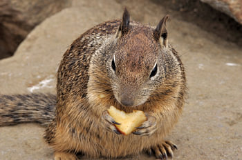 squirrel
