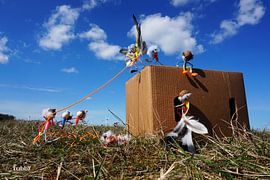 Fubby spielt mit Federn und hat Fliegenträume. von Sailographic Paula