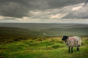 Schafe im Regen im grünen Irland von Bo Scheeringa Photography