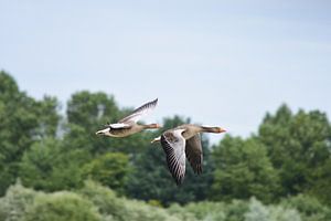 Zwei fliegende Gänse