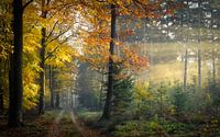 Sunbeams