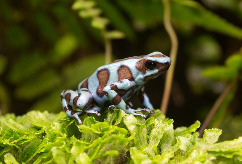 Small frog on green background by Stella Ammerlaan