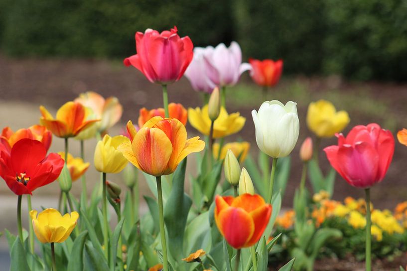 Tulips by Milan Markovic