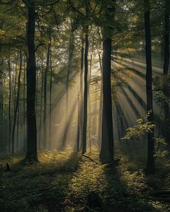 Magisches Licht im Wald