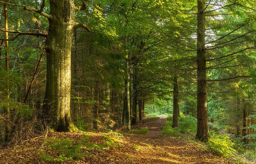 Trees (Sletten Vikings Camp Grounds) - Ry (Denmark) by Marcel Kerdijk