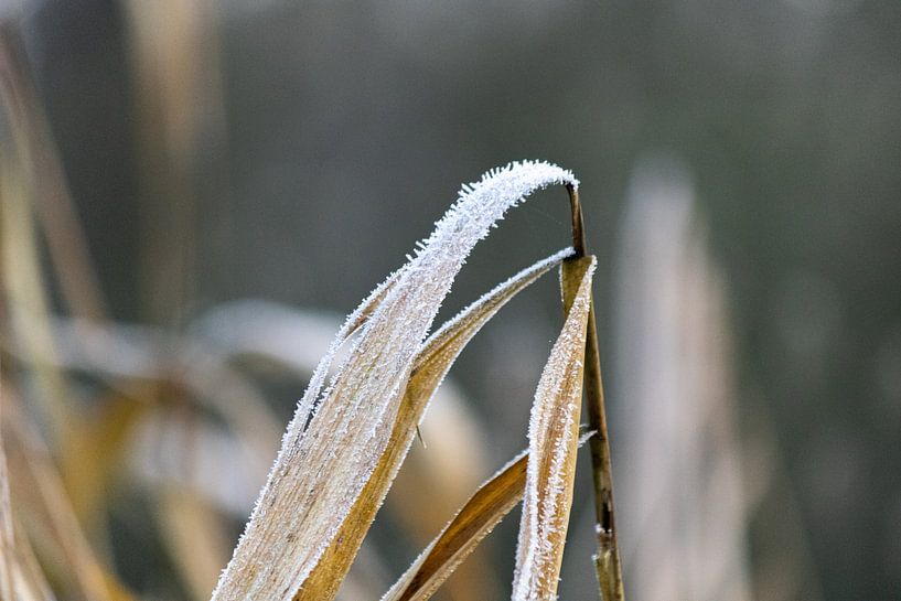Photo macro d'une feuille avec du givre par Daphne Dorrestijn