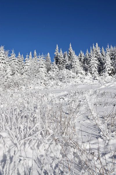 A snowy forest under a blue sky by Claude Laprise