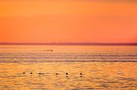 Vogels vliegend boven de Waddenzee tussen Lauwersoog en Schiermonnikoog tijdens zonsondergang van Marcel van Kammen thumbnail