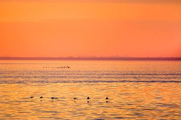 Birds flying over the Wadden Sea between Lauwersoog and Schiermonnikoog during sunset by Marcel van Kammen