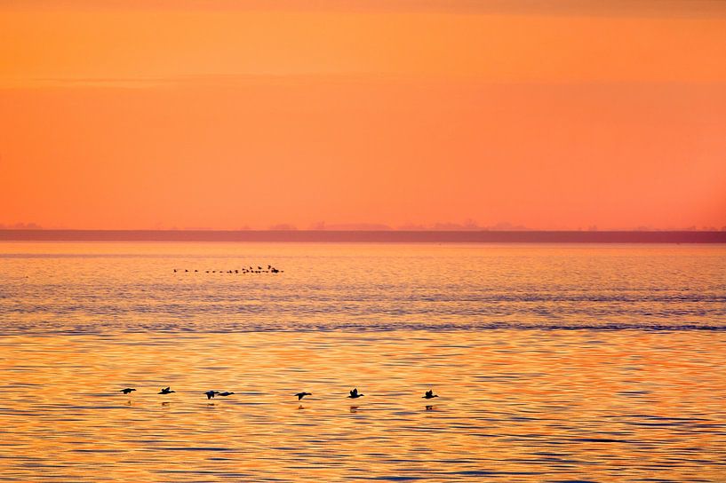 Vögel fliegen bei Sonnenuntergang über dem Wattenmeer zwischen Lauwersoog und Schiermonnikoog von Marcel van Kammen