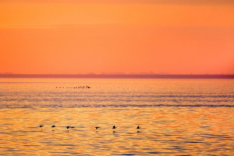 Vogels vliegend boven de Waddenzee tussen Lauwersoog en Schiermonnikoog tijdens zonsondergang van Marcel van Kammen