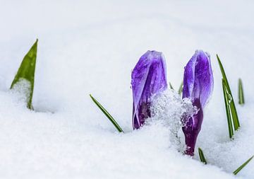 Paarse krokusknoppen in de sneeuw van ManfredFotos