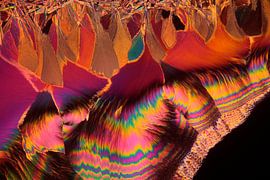 Fluticasone propianate   von André Wieringa