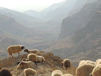 Schaapjes in Dana, Jordanië